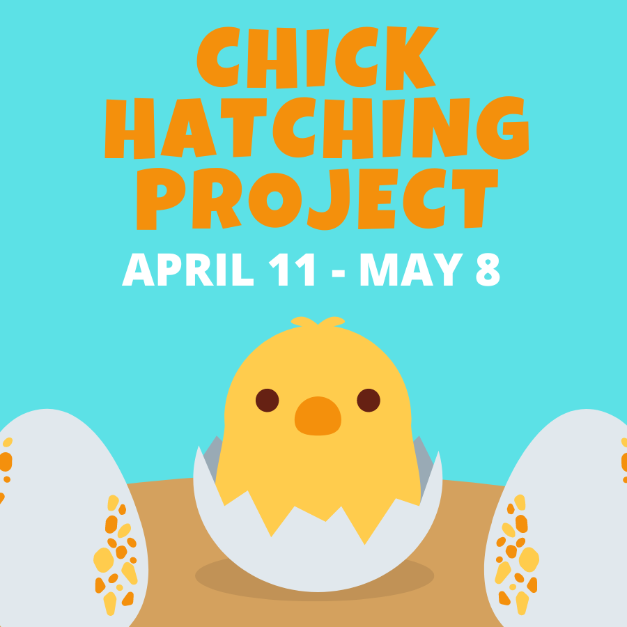 Chick Hatching Project April 11-May 8