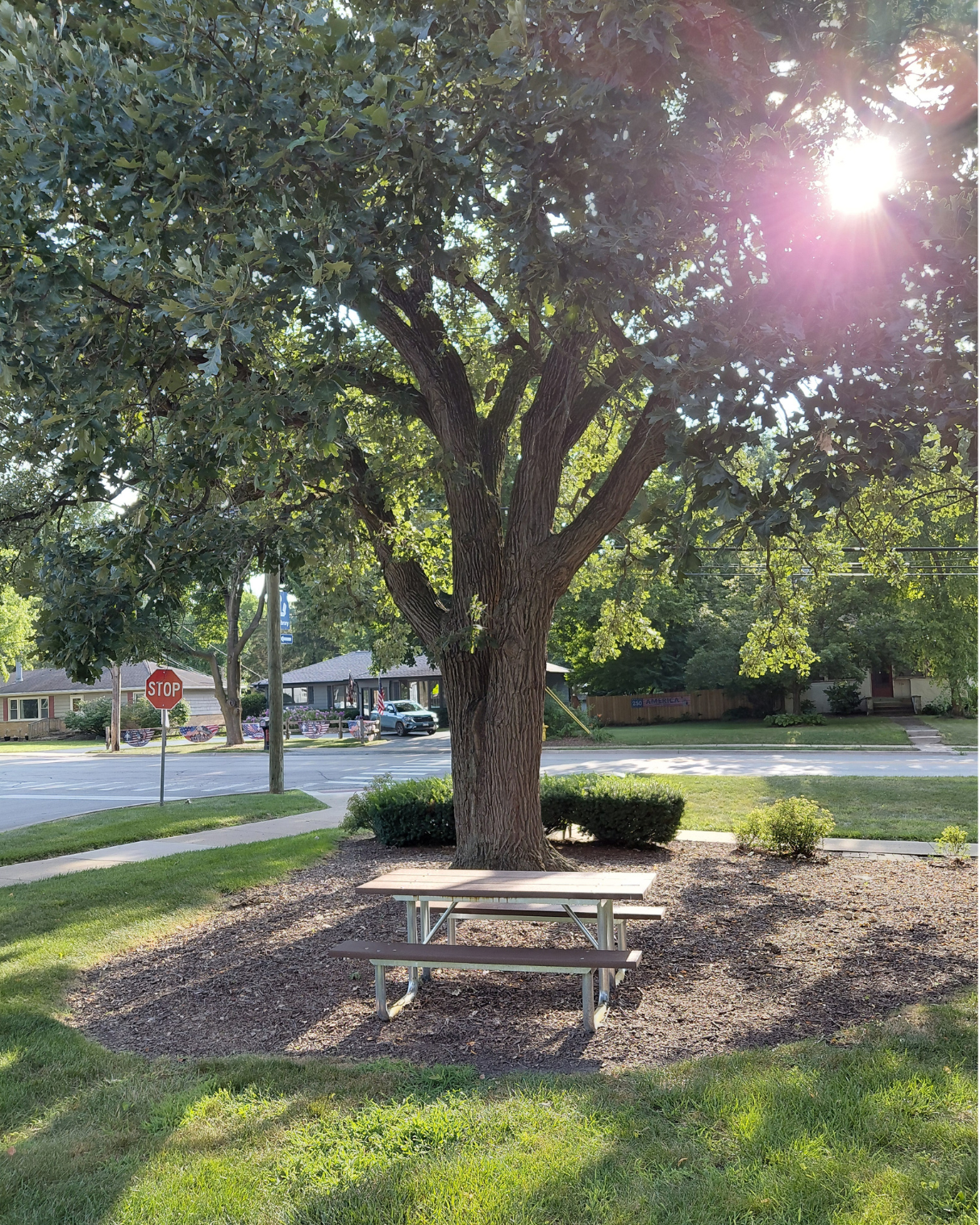Photo of a picnic table under a tree on the library grounds.